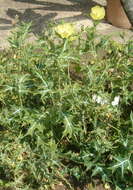 Image of Mexican pricklypoppy