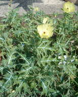 Image of Mexican pricklypoppy