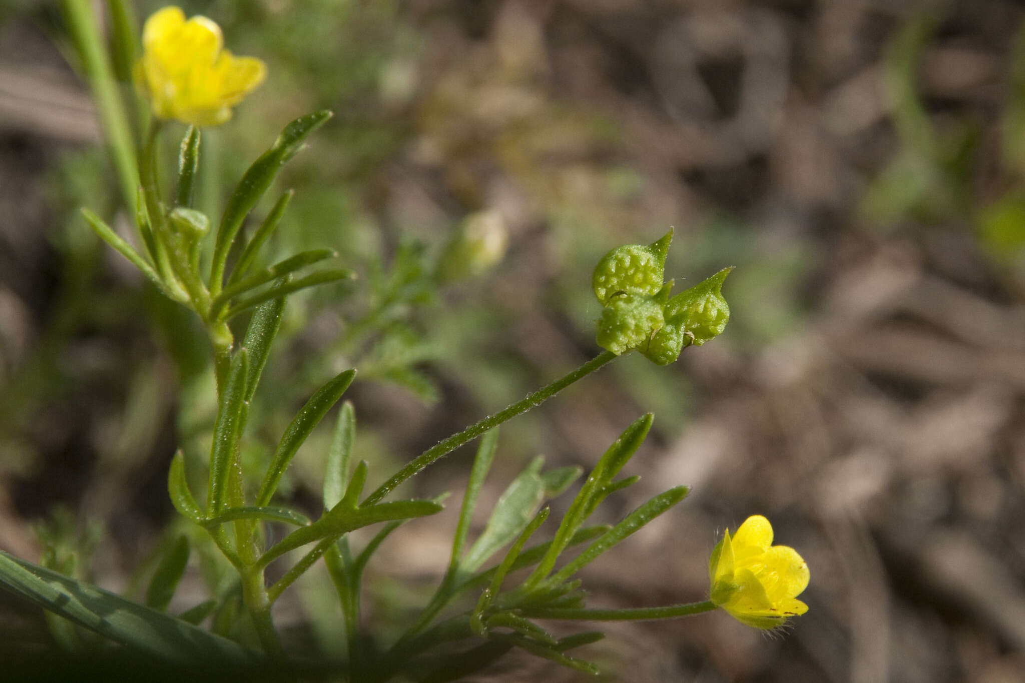 Image of corn buttercup