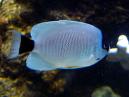 Image of Masked Angel Fish