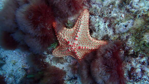 Image of Oreaster clavatus Müller & Troschel 1842