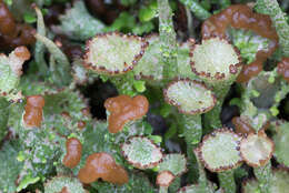 Image of cup lichen