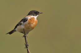 Image of Hodgson's Bushchat