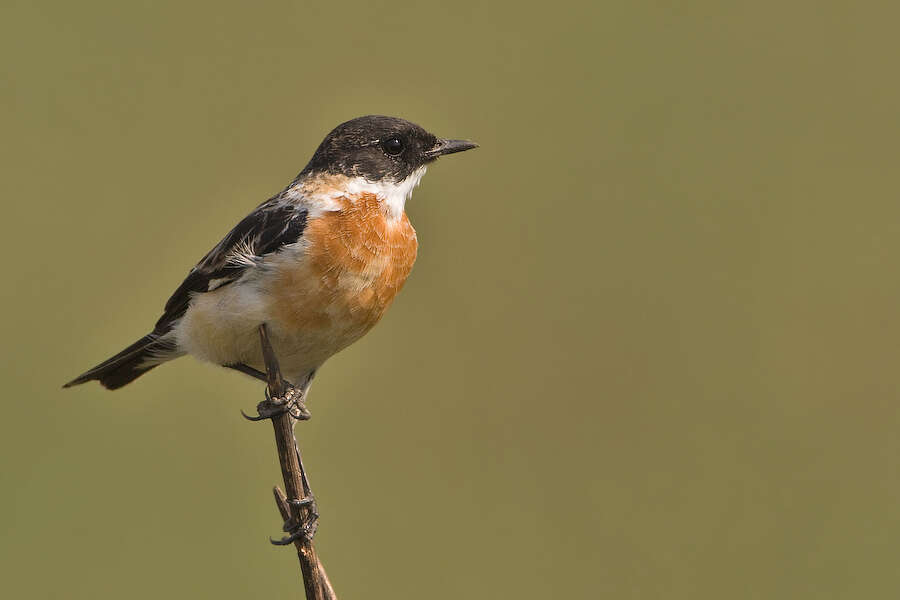 Imagem de Saxicola insignis Gray, JE, Gray & GR 1847