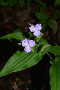 Слика од Tradescantia commelinoides Schult. & Schult. fil.