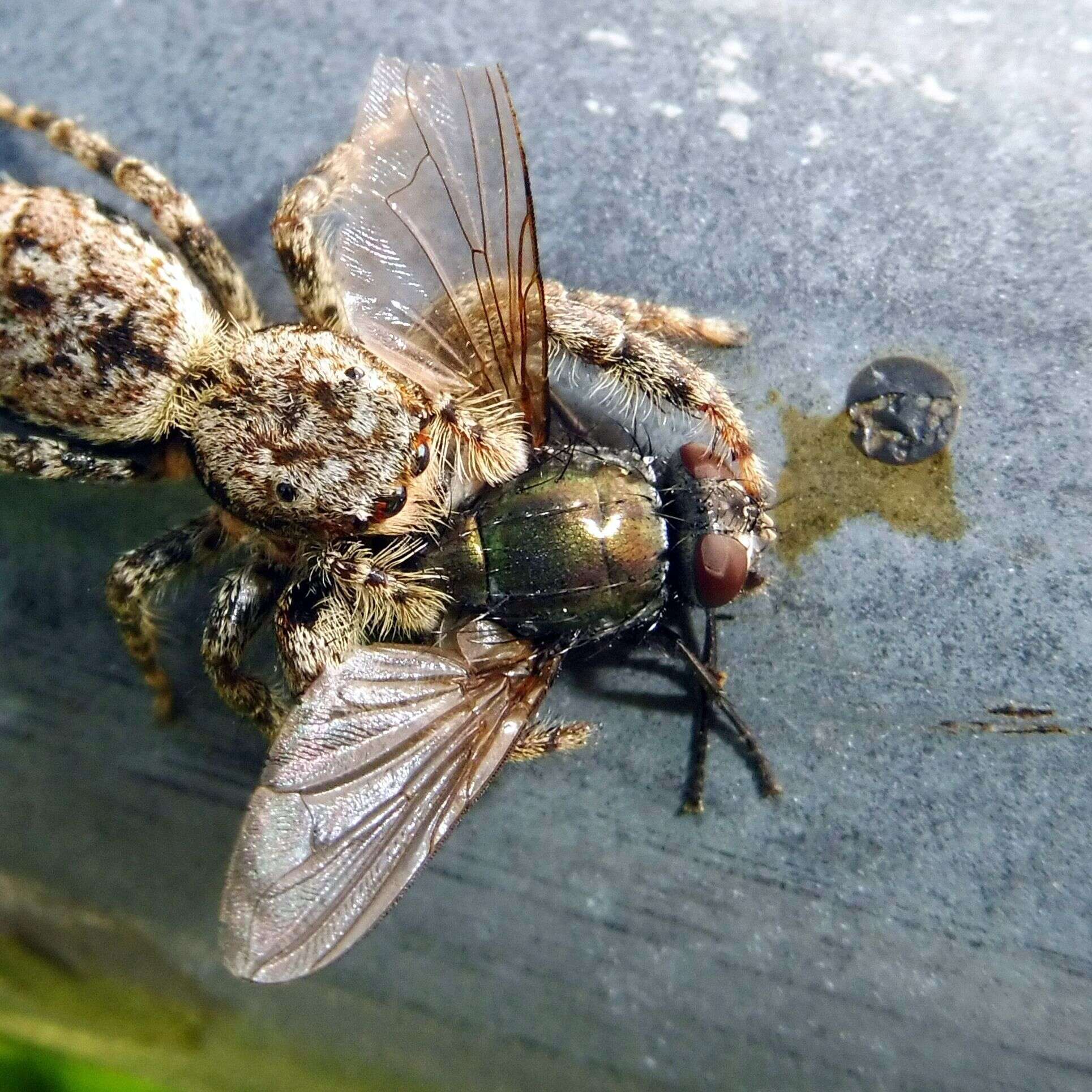 Imagem de Eudasyphora cyanella (Meigen 1826)