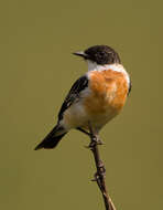 Image of Hodgson's Bushchat