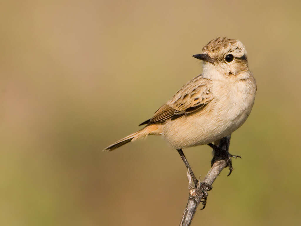 Saxicola macrorhynchus (Stoliczka 1872) resmi