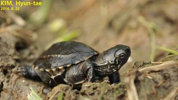 Image of Chinese Pond Turtle