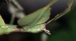 Image of Seychelles leaf insect