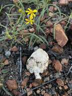 Image of Agaricus columellatus (Long) R. M. Chapm., V. S. Evenson & S. T. Bates 2016