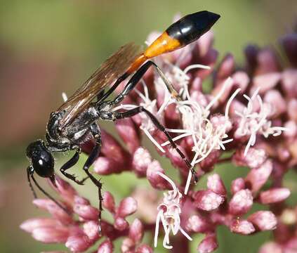 Image of Ammophila sabulosa (Linnaeus 1758)