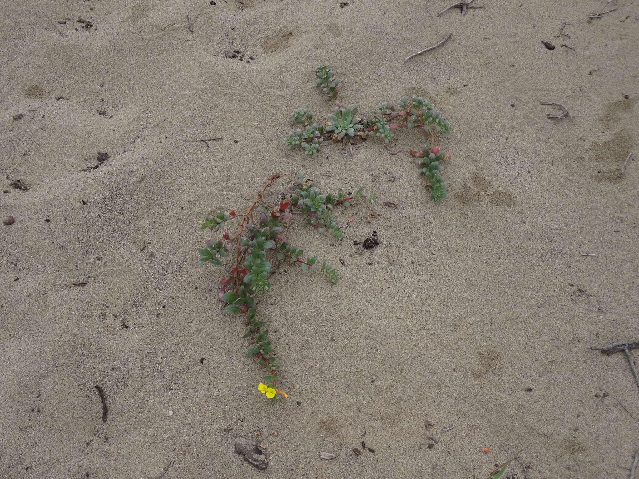 Image of Camissoniopsis cheiranthifolia (Hornem. ex Spreng.) W. L. Wagner & Hoch