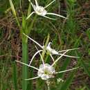 Image de Hymenocallis liriosme (Raf.) Shinners