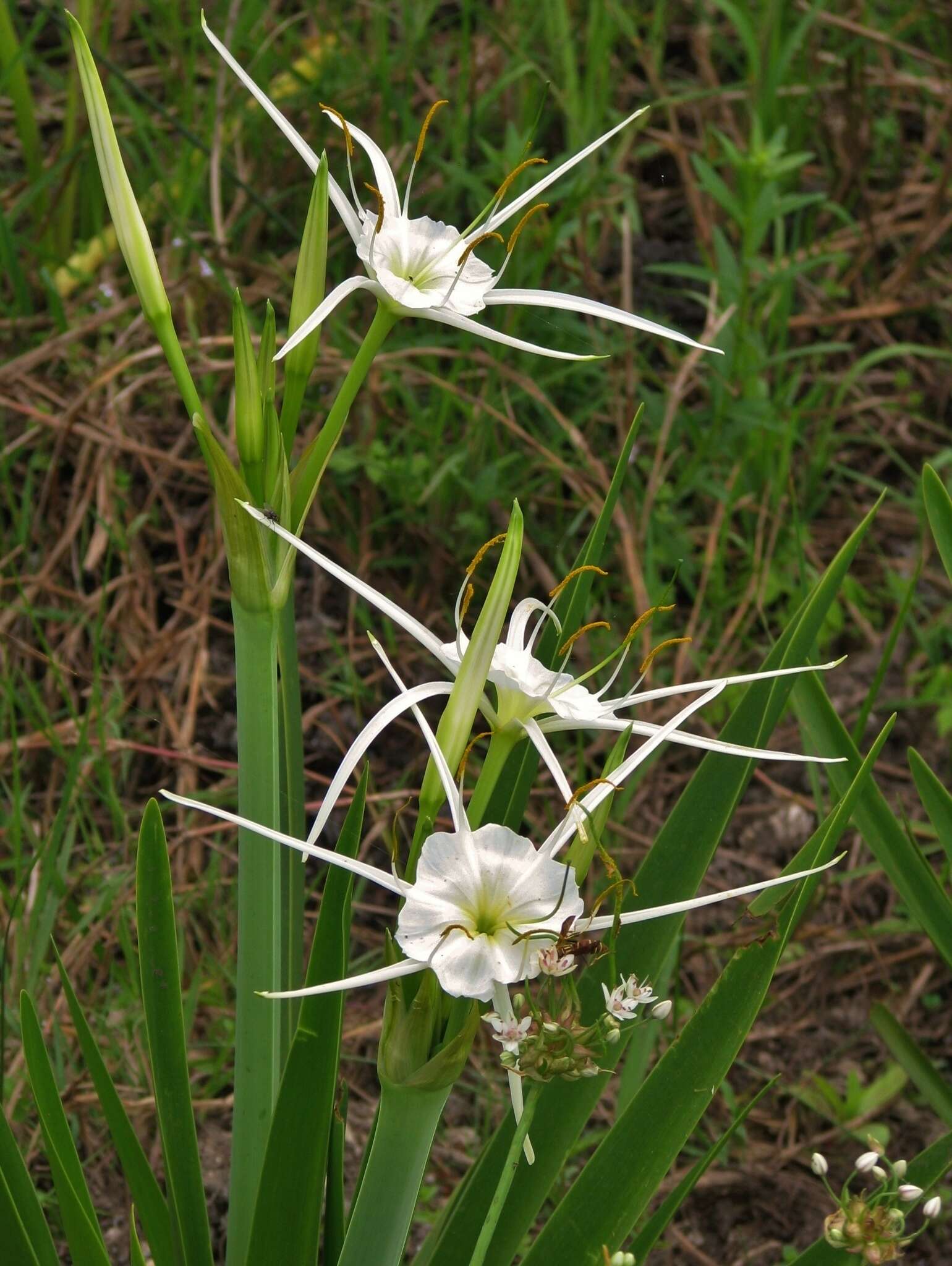 Image of spring spiderlily