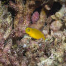 Image of Blackspot coralblenny