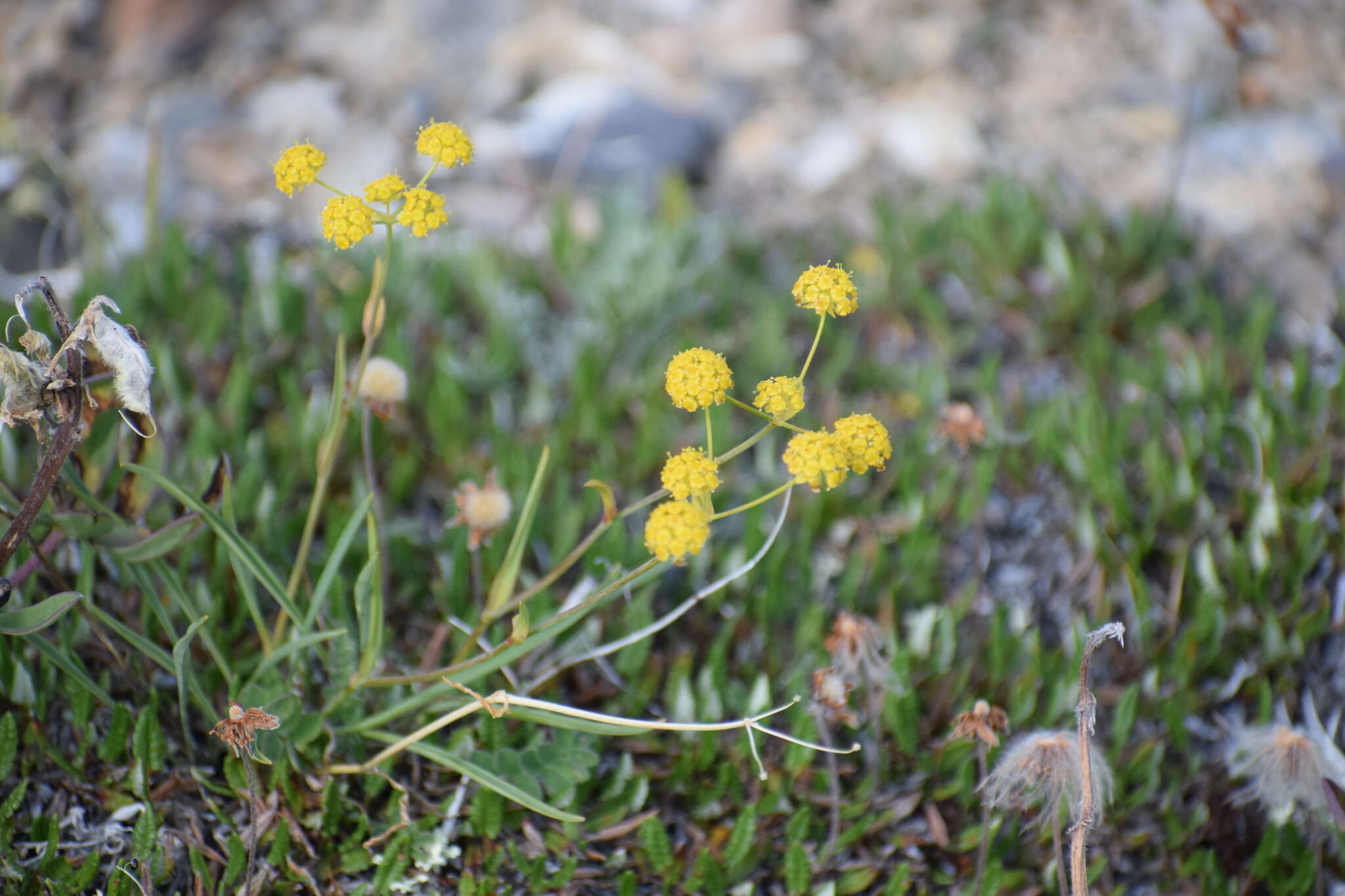 Bupleurum americanum Coult. & Rose resmi