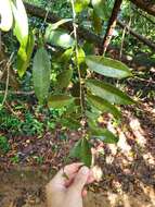 Image of Puerto Rico cinnamon