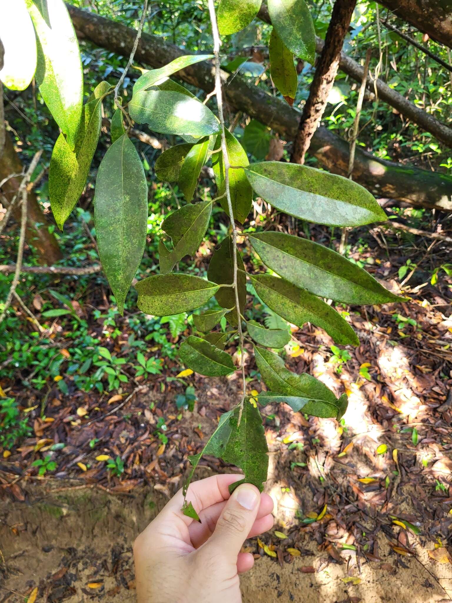 Imagem de Licaria parvifolia (Meisn.) Vattimo-Gil