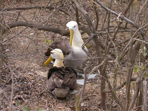 Image of Waved Albatross