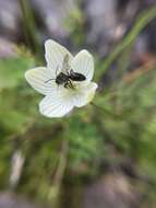 Image of Andrena parnassiae Cockerell 1902