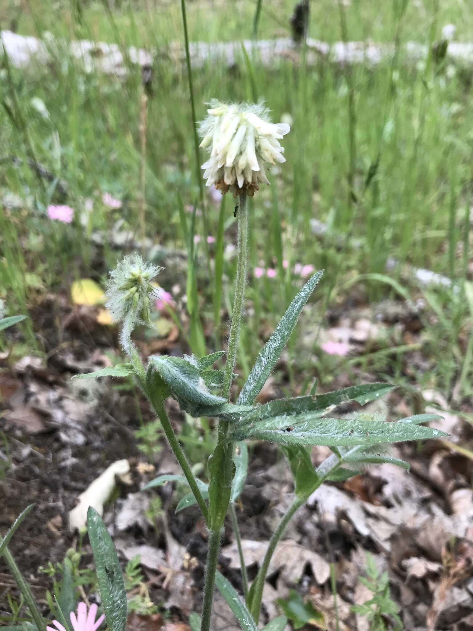 Image of Woolly-Head Clover