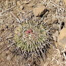 Image of Echinofossulocactus anfractuosus