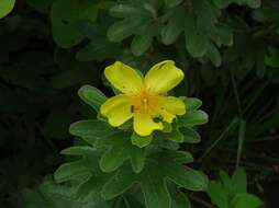 Image of Cochlospermum planchonii Hook. fil. ex Planch.