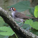 Image of Cabanis's Ground Sparrow