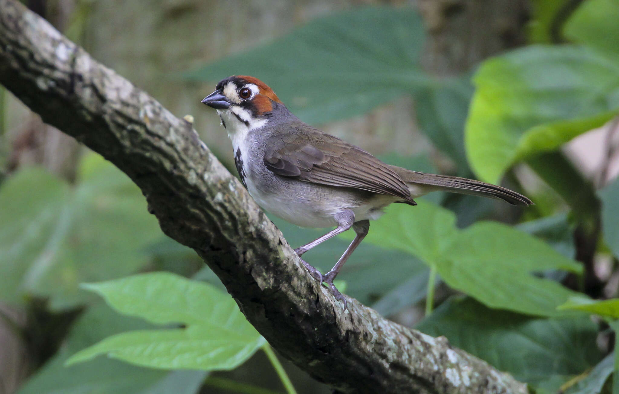 Image of Cabanis's Ground Sparrow