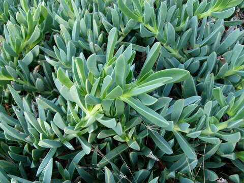 Image of Carpobrotus quadrifidus L. Bol.