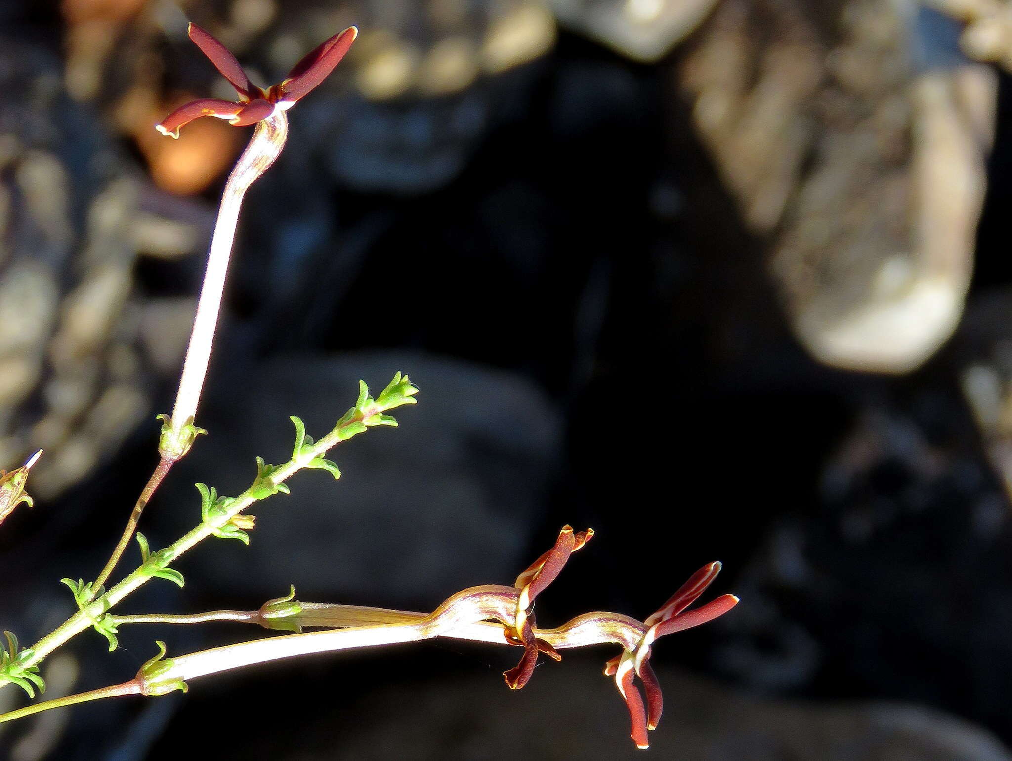 Image de Jamesbrittenia atropurpurea subsp. atropurpurea