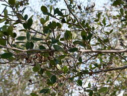 Image of Birch-leaf Mountain-mahogany