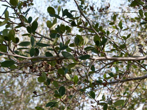 Image of Cercocarpus montanus var. glaber (S. Wats.) F. L. Martin