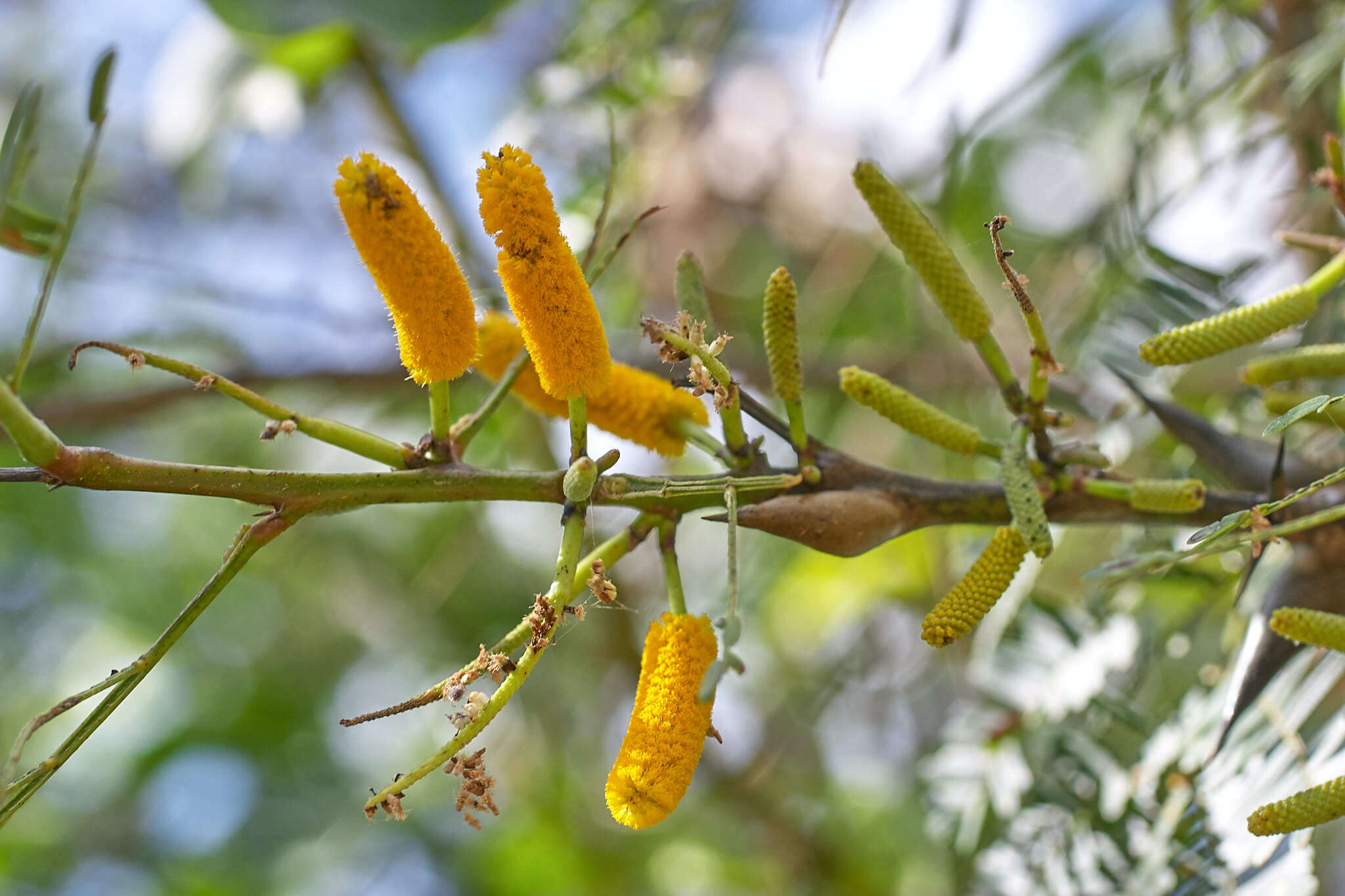 Image of bull horn acacia