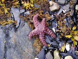 Image of ochre sea star