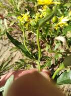 Sivun Senecio matatini subsp. basinudus (Ornduff) Courtney, de Lange & Pelser kuva