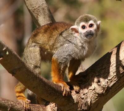 Image of Common Squirrel Monkey