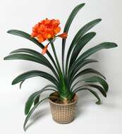 Imagem de Clivia