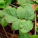 Слика од Rubus loganobaccus L. H. Bailey