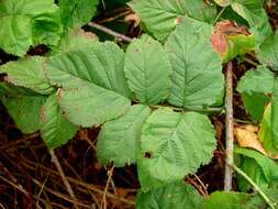 Слика од Rubus loganobaccus L. H. Bailey