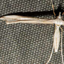 Amblyptilia epotis (Meyrick 1905) resmi