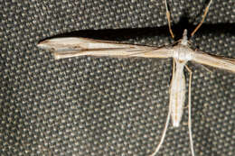 Image of Amblyptilia epotis (Meyrick 1905)