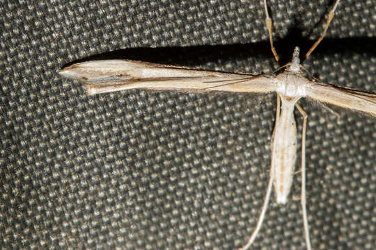 Image of Amblyptilia epotis (Meyrick 1905)