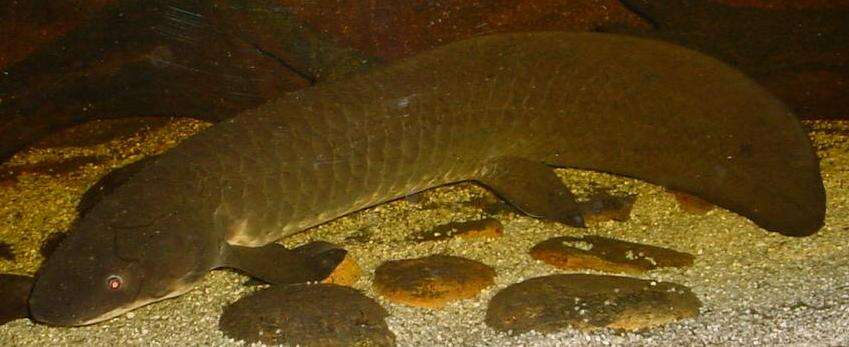 Image of Neoceratodontidae