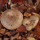 Image of Lactarius fluens Boud. 1899