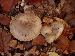 صورة Lactarius fluens Boud. 1899