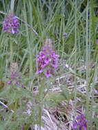 Image of whorled lousewort