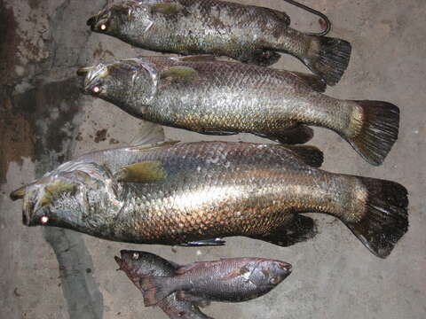 Image of Asian seabass