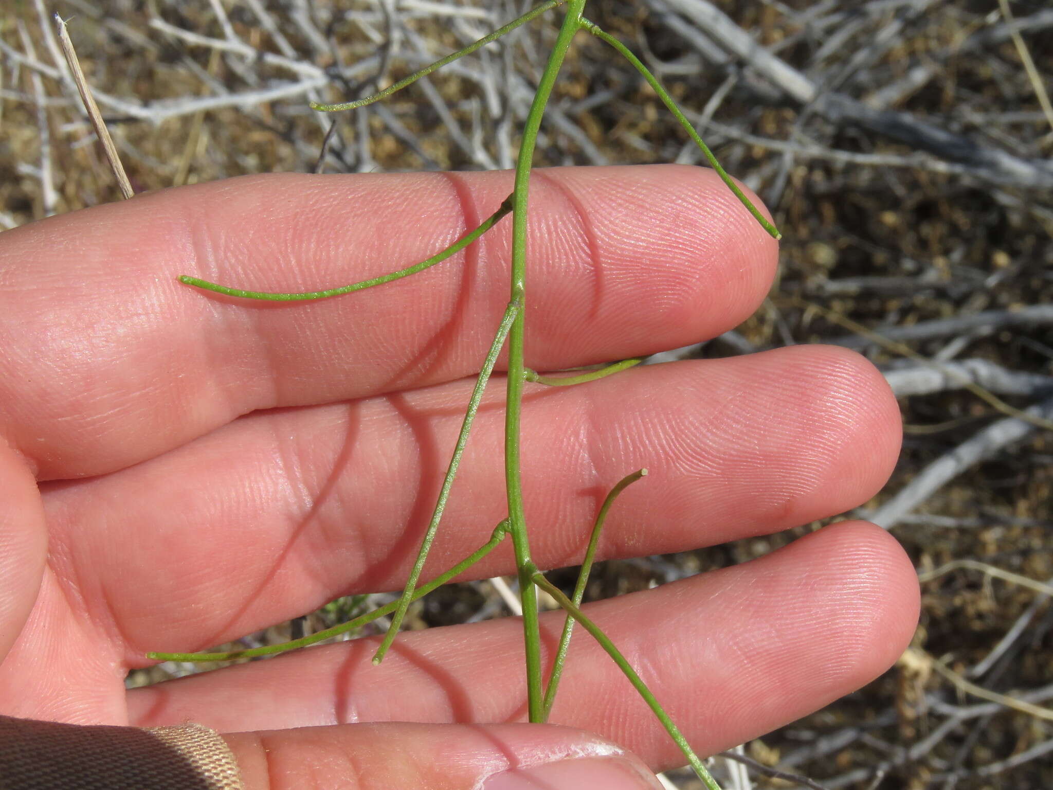 Image of California mustard